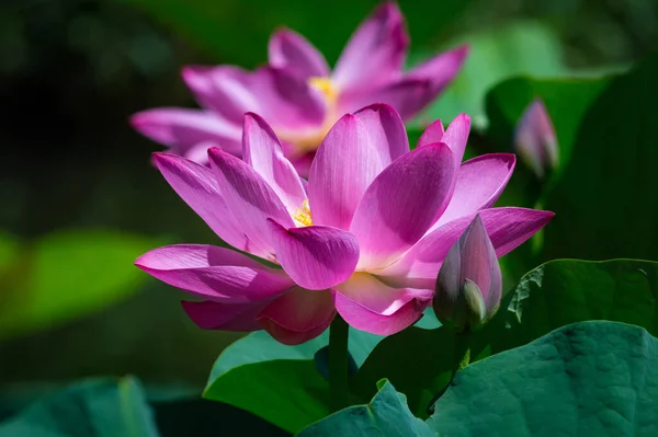 Κοντινό Πλάνο Του Όμορφου Ροζ Νούφαρο Λωτού Λουλούδι Φύση Στοκ — Φωτογραφία Αρχείου