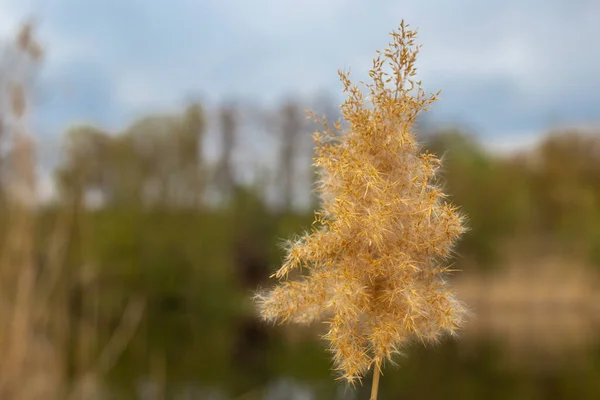 Bright warm yellow river ditch reed in close up against the background of the river bank