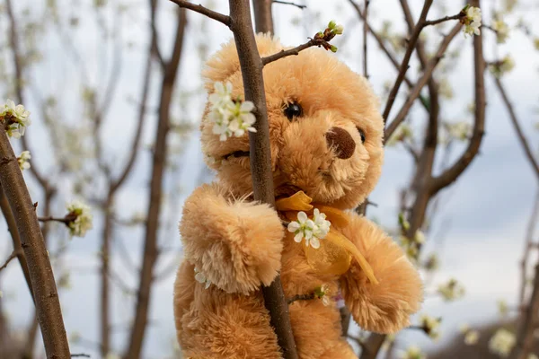 Béžový Medvídek Drží Tenkou Větvičku Švestkového Květu Dívá Dálky — Stock fotografie