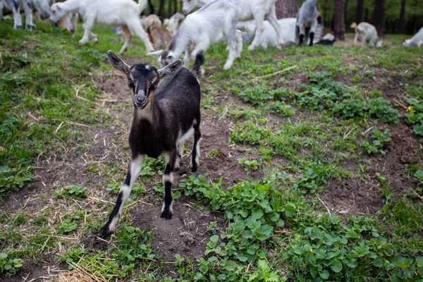 A young black goat runs down a hill against a herd of goats in a mixed forest on the lawn
