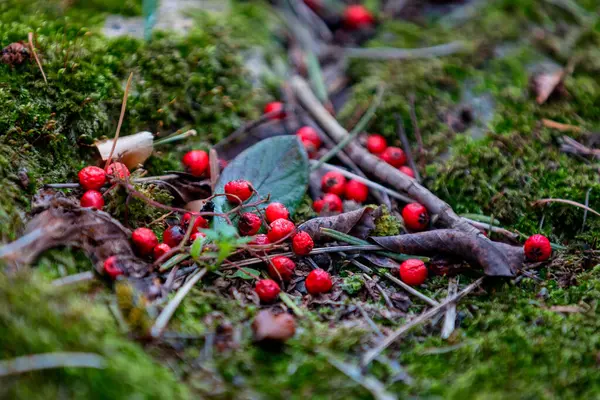 Rowan Rojo Bayas Caídas Suelo Con Hoja Verde Ramas — Foto de Stock