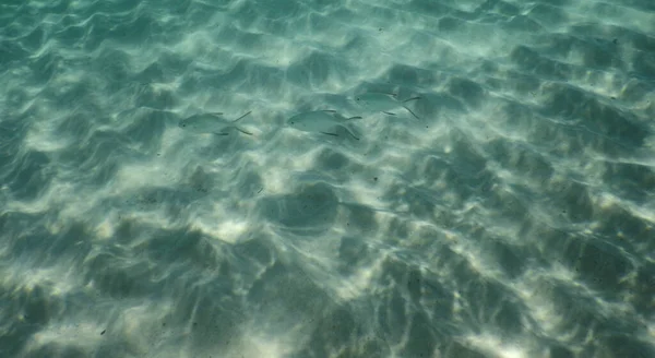 Три Рыбы Группе Водой Возле Песка Солнечными Отражениями Возле Острова — стоковое фото