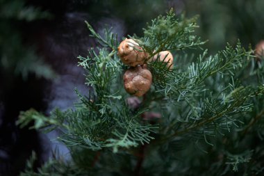 Türkiye 'de kışın bulutlu bir günde ağaçta yeni yetişen kozalaklar