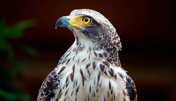 Nahaufnahme Eines Braunen Und Weißen Falken Profil Mit Gelbem Auge — Stockfoto