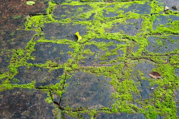 Viejo Camino Pavimentado Piedra Con Exuberante Musgo Verde Que Pasa — Foto de Stock