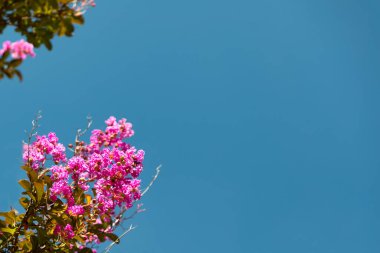Baharda ağaçta pembe bahçe çiçekleri, arka planda açık mavi gökyüzü ve boşluğu kopyala