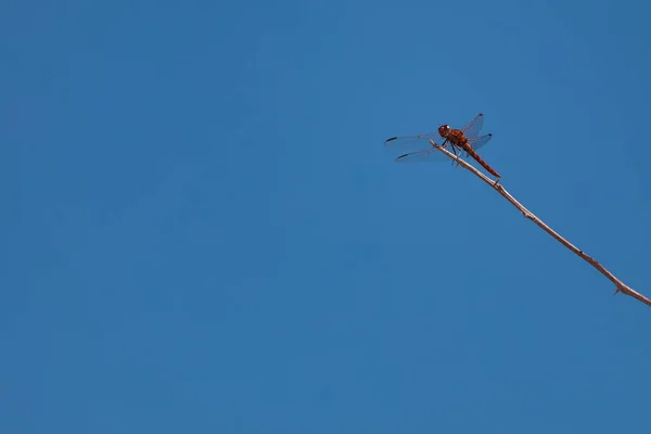 Kırmızı Yusufçuk Kopyalama Alanı Için Açık Mavi Arkaplanı Olan Kuru — Stok fotoğraf
