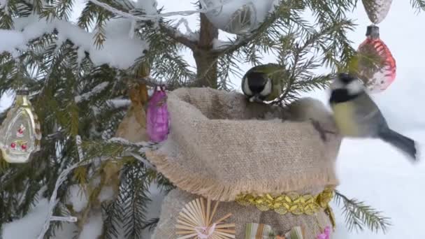 Birds Peck Seeds From A Bag Of Seed Under The Christmas Tree Stock Birds Peck Seeds From A Bag Of Seed Under The Christmas Tree Stock