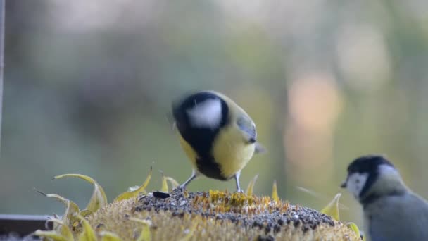 Loiseau Picore Des Graines De Tournesol Qui Se Trouve Sur Le Rebord De La Fenêtre