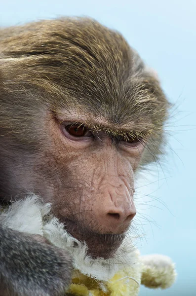 Portrait of sad little monkeys. Selective focus.