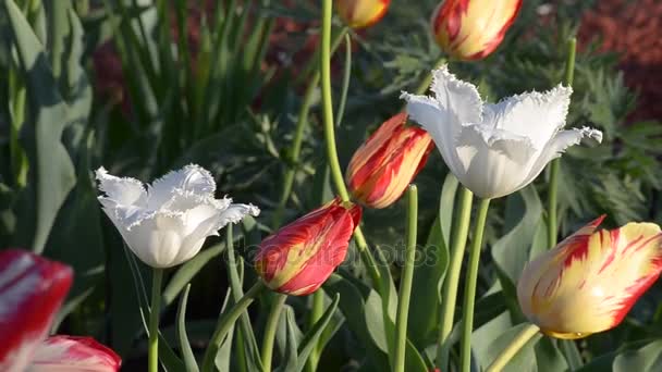 Různé kvetoucí tulipány.