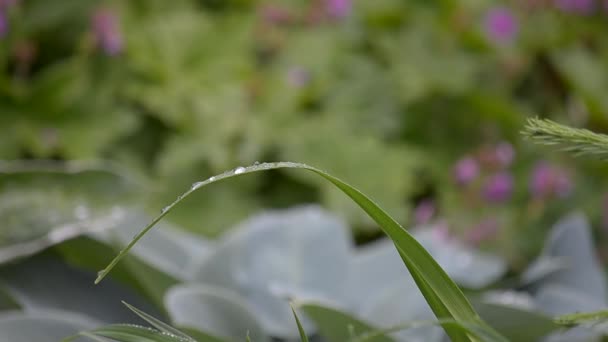 Grass with rain drops — Stock Footage Grass with rain drops Stock Footage