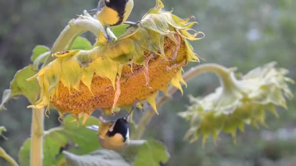 Ptáci klování slunečnicová semena