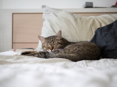 kedi sevimli uyku yatakta