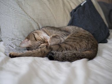 kedi sevimli uyku yatakta