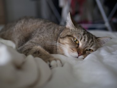 kedi sevimli uyku yatakta