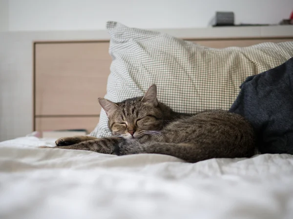 Gatto carino dormire su letto — Foto Stock