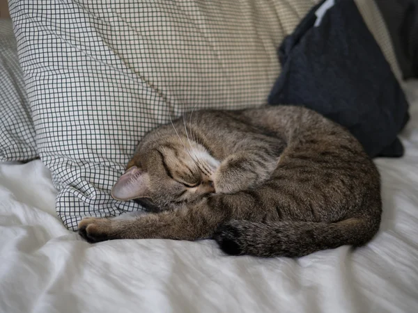 Kat schattig slaap op bed — Stockfoto