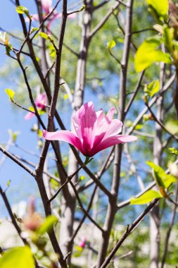 Güneşli bahar gününde çiçek açan Manolya. Güzel Pembe Manolya 