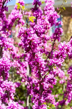 Seçici odak ile ağacının dalları üzerinde güzel pembe çiçekler. Yaratıcı ışık anahtarı işleme