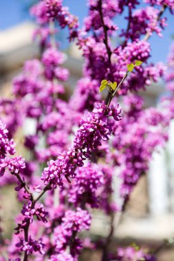 Seçici odak ile ağacının dalları üzerinde güzel pembe çiçekler. Yaratıcı ışık anahtarı işleme