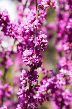 Seçici odak ile ağacının dalları üzerinde güzel pembe çiçekler. Yaratıcı ışık anahtarı işleme