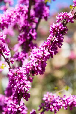 Seçici odak ile ağacının dalları üzerinde güzel pembe çiçekler. Yaratıcı ışık anahtarı işleme
