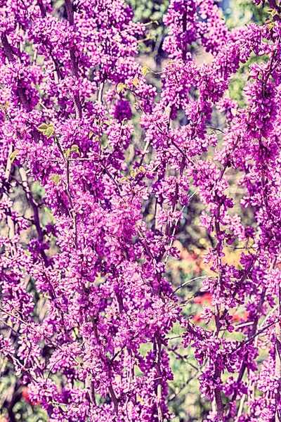 Красиві Рожеві Квіти Гілках Дерева Вибірковим Фокусом Творча Обробка Легкому — стокове фото