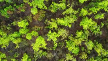 View of the spring forest from above. Green forest trees