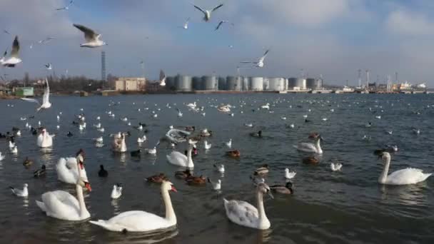 Winter White Swans Seagulls Swim Sea Sea Swans Gulls Ducks — Stock Video