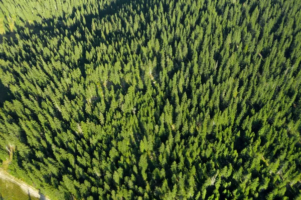 Dirt road in coniferous forest from above. Aerial view of evergr