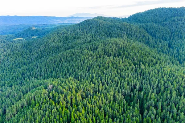 Vista Aérea Árvores Perenes Textura Superior Árvore Lindo Abeto Verde — Fotografia de Stock