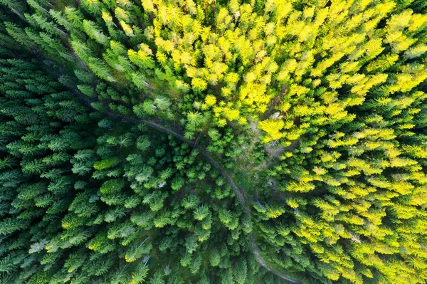 Venkovská Silnice Lese Letecký Pohled Věčně Zelené Stromy Textura Vrcholku — Stock fotografie