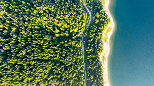 Vista Aérea Árboles Siempreverdes Textura Parte Superior Del Árbol Orilla —  Fotos de Stock