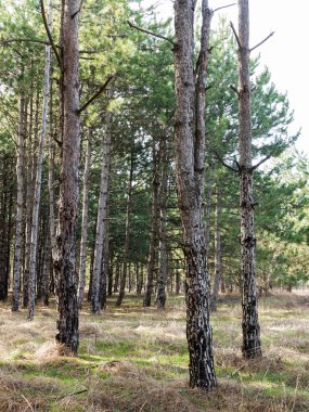 Yerde çam iğneleri olan karanlık bir çam ormanı. Gün batımında ormanda ağaçların dallarından süzülen güneş ışığı olan orman ağaçları.
