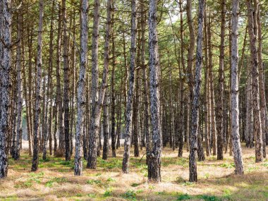 Yerde çam iğneleri olan karanlık bir çam ormanı. Gün batımında ormanda ağaçların dallarından süzülen güneş ışığı olan orman ağaçları.