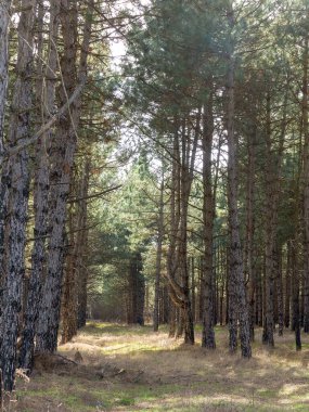 Yerde çam iğneleri olan karanlık bir çam ormanı. Gün batımında ormanda ağaçların dallarından süzülen güneş ışığı olan orman ağaçları.