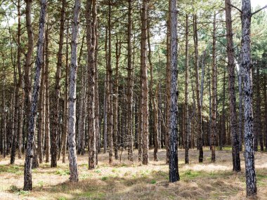 Yerde çam iğneleri olan karanlık bir çam ormanı. Gün batımında ormanda ağaçların dallarından süzülen güneş ışığı olan orman ağaçları.