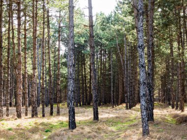 Yerde çam iğneleri olan karanlık bir çam ormanı. Gün batımında ormanda ağaçların dallarından süzülen güneş ışığı olan orman ağaçları.