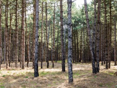 Yerde çam iğneleri olan karanlık bir çam ormanı. Gün batımında ormanda ağaçların dallarından süzülen güneş ışığı olan orman ağaçları.