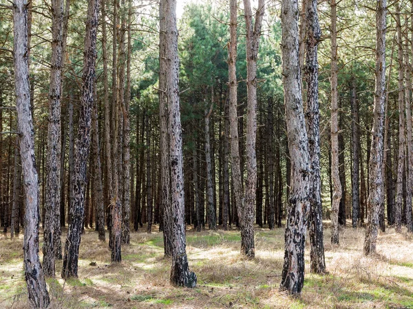 Yerde çam iğneleri olan karanlık bir çam ormanı. Gün batımında ormanda ağaçların dallarından süzülen güneş ışığı olan orman ağaçları.