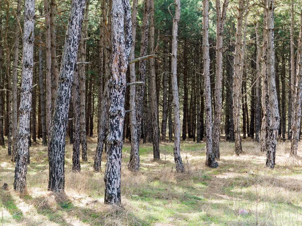 Floresta Pinheiro Escuro Com Agulhas Pinheiro Chão Árvores Florestais Com — Fotografia de Stock