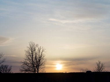 Gün batımlı Panorama siluet ağacı. Gün batımında çıplak ağaç. Panorama. Arkaplan olarak kullanılabilir