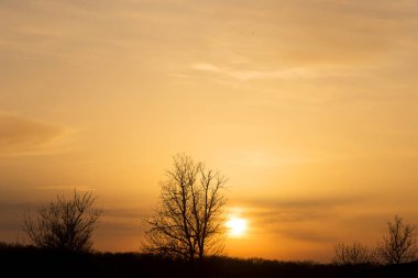 Gün batımlı Panorama siluet ağacı. Gün batımında çıplak ağaç. Panorama. Arkaplan olarak kullanılabilir