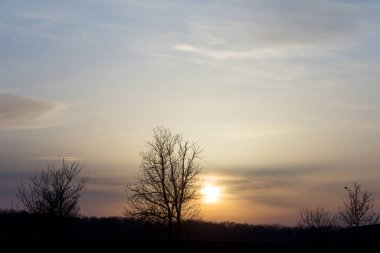 Gün batımlı Panorama siluet ağacı. Gün batımında çıplak ağaç. Panorama. Arkaplan olarak kullanılabilir