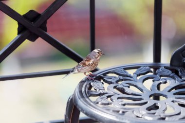 Dişi bir bülbül balkonda metal bir sandalyede oturur.