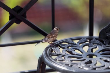 Dişi bir bülbül balkonda metal bir sandalyede oturur.