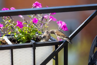 Bülbül yavrusunu çiçeklerle beslerken. Genç bir kuş ebeveynlerinden yiyecek ister. Erkek yavrusunu besler.