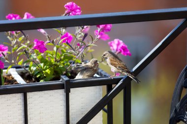 Bülbül yavrusunu çiçeklerle beslerken. Genç bir kuş ebeveynlerinden yiyecek ister. Erkek yavrusunu besler.