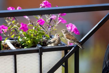 Bülbül yavrusunu çiçeklerle beslerken. Genç bir kuş ebeveynlerinden yiyecek ister. Erkek yavrusunu besler.
